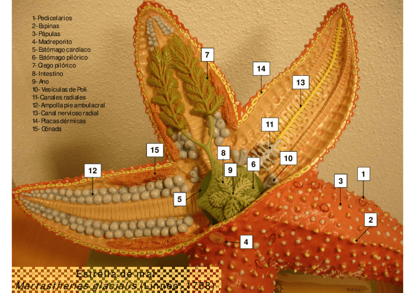 Miniatura del documento Modelo-Estrella-de-mar.pdf