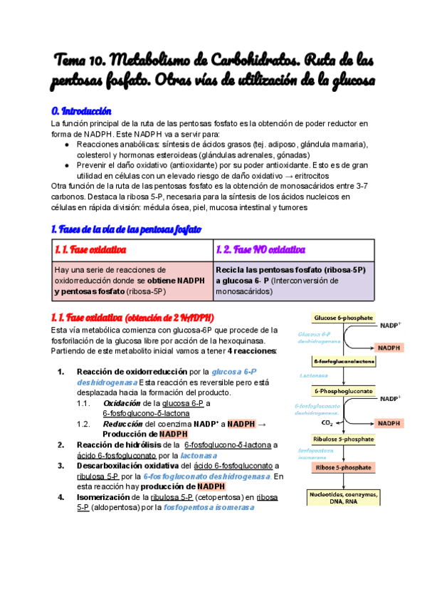 Miniatura del documento Tema-10.-Metabolismo-de-Carbohidratos.-Ruta-de-las-pentosas-fosfato.-Otras-vias-de-utilizacion-de-la-glucosa.pdf