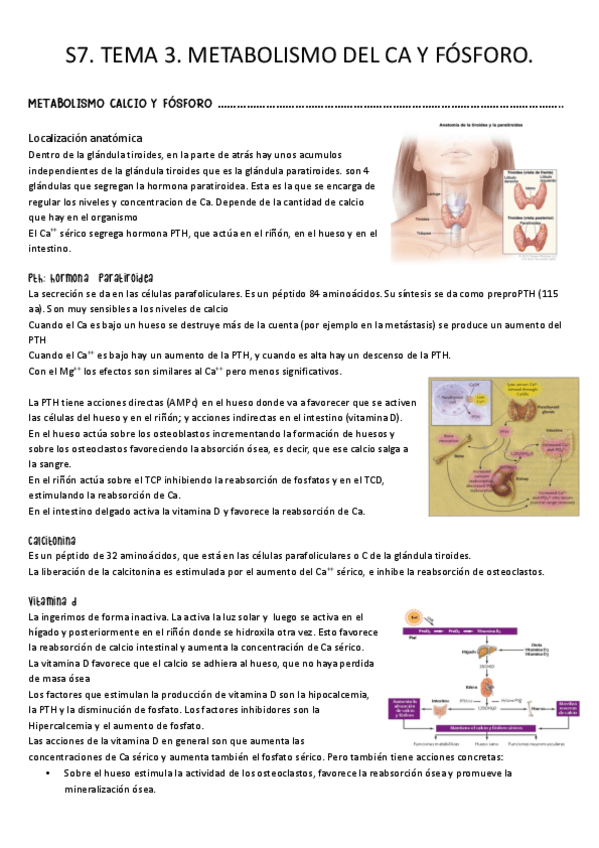 Miniatura del documento S7.-Tema-3.-Metabolismo-Ca-y-P.-fisiologia-del-hueso-y-regulacion-hormonal.pdf