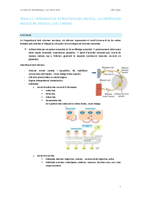 Miniatura del documento Tema-4.0.-Introduccio.-Estructura-del-muscul-contraccio-muscular-muscul-llis-i-cardiac.pdf