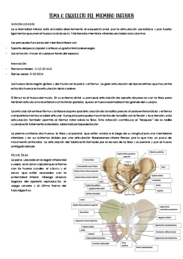 Miniatura del documento TEMA-6.-Miembro-inferior.pdf