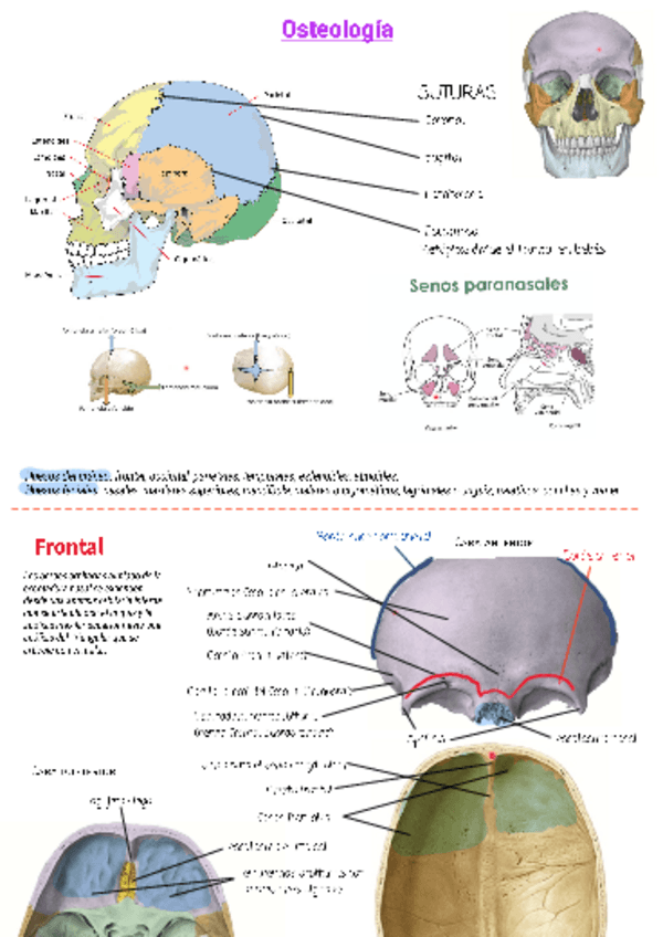 Miniatura del documento Anotaciones-OSteologia.pdf