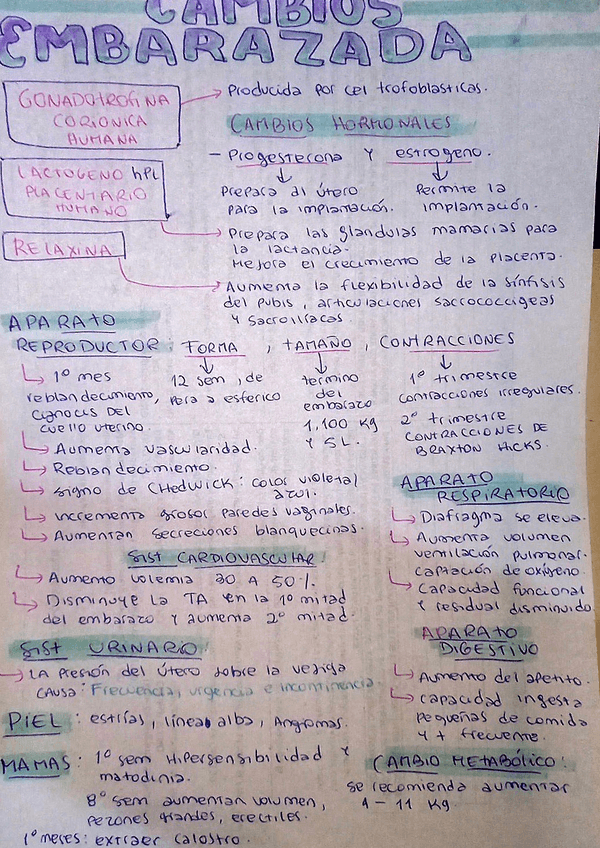 Miniatura del documento Cambios-Fisicos-Embarazada.pdf