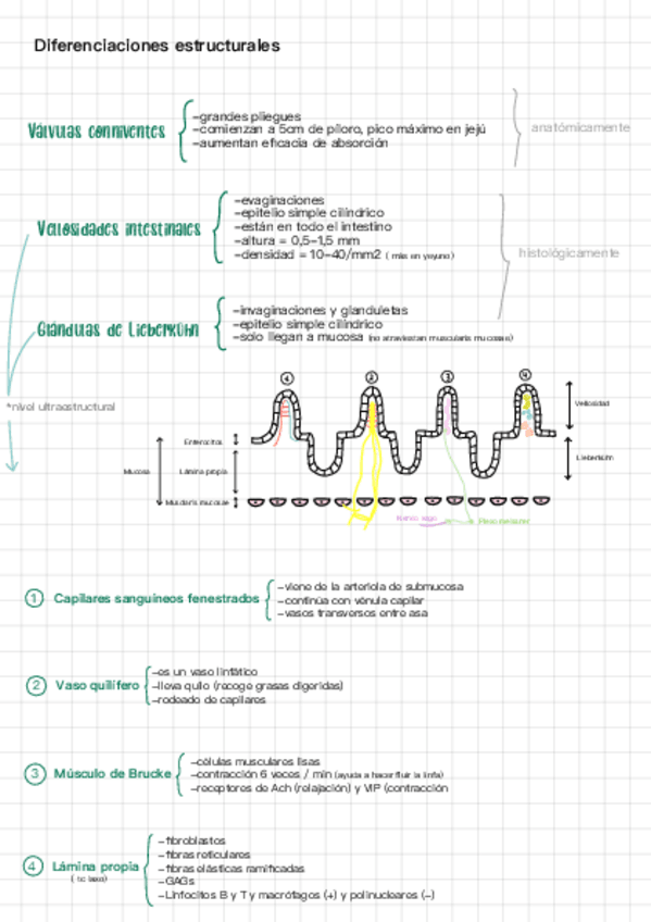 Miniatura del documento esquema-Intestino-HOAS.pdf