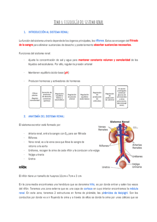 Miniatura del documento TEMA-6-FISIOLOGIA-DEL-SISTEMA-RENAL.pdf