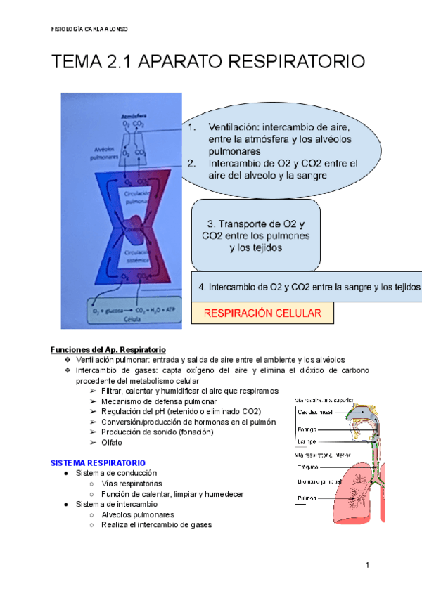 Miniatura del documento TEMA-2.1-APARATO-RESPIRATORIO.pdf