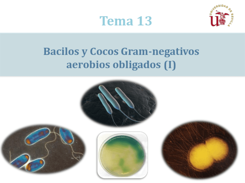 Miniatura del documento Tema-13-Bacilos-y-Cocos-Gram-negativos-aerobios-obligados-I.pdf