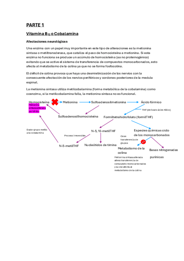 Miniatura del documento Enfermedades-y-rutas-primer-parcial.pdf