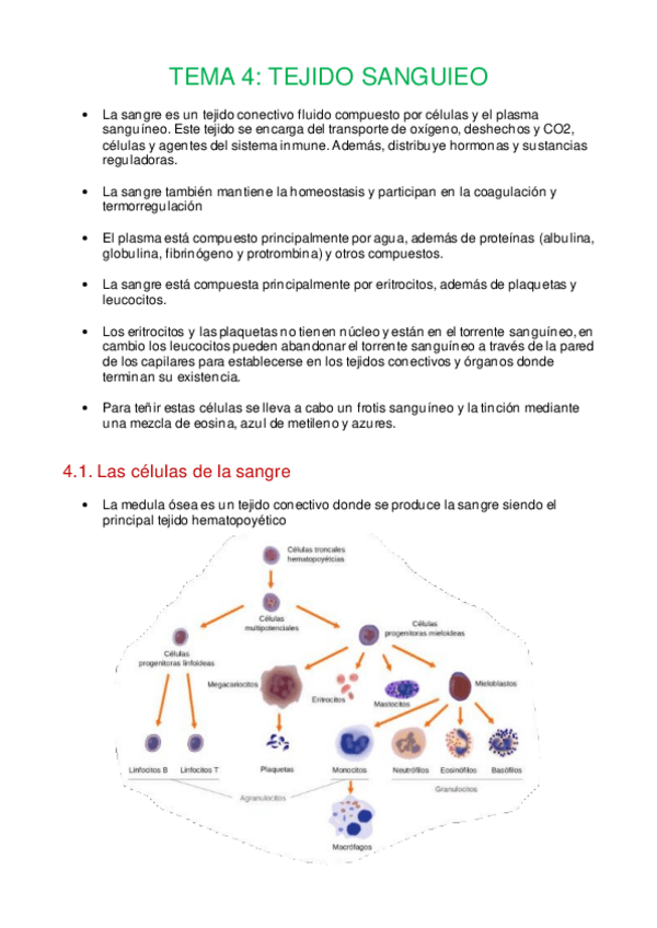 Miniatura del documento Tema-4-Tejido-sanguineo.pdf