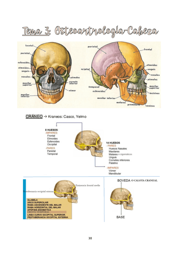Miniatura del documento TEMA-3.-OSTEOLOGIA-Y-ARTROLOGIA-DE-CABEZA-COLUMNA-Y-TORAX.pdf