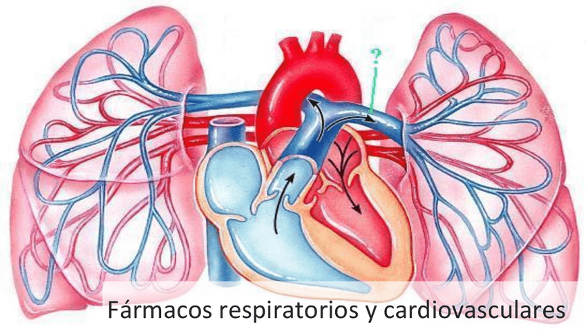 Miniatura del documento respiratorioscardiovascular.pdf