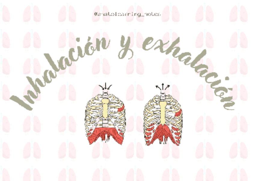Miniatura del documento Musculos-de-la-respiracion.pdf