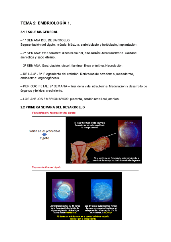 Miniatura del documento TEMA-2-EMBRIOLOGIA-1.pdf