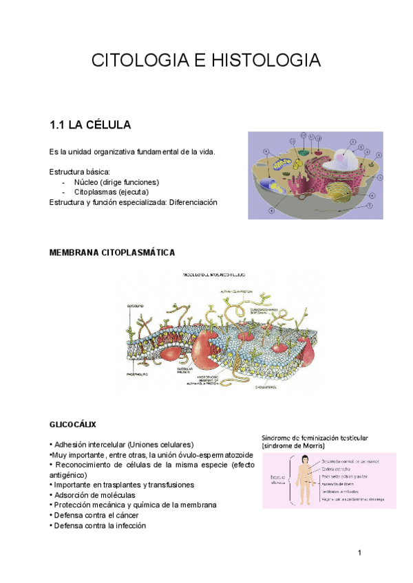 Miniatura del documento CITOLOGIA-E-HISTOLOGIA.pdf