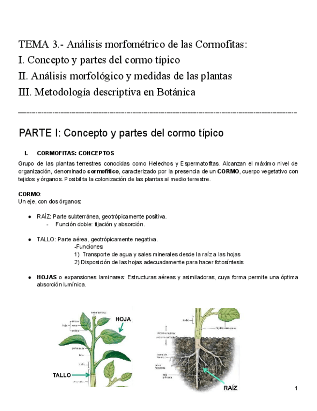 Miniatura del documento tema-3-botanica.pdf