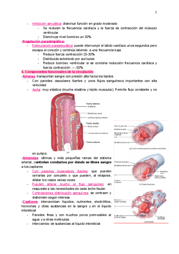 Miniatura del documento tema6B-sistema-cardiocirculatorio.pdf