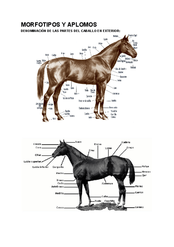 Miniatura del documento MORFOLOGIA-Y-APLOMOS.pdf