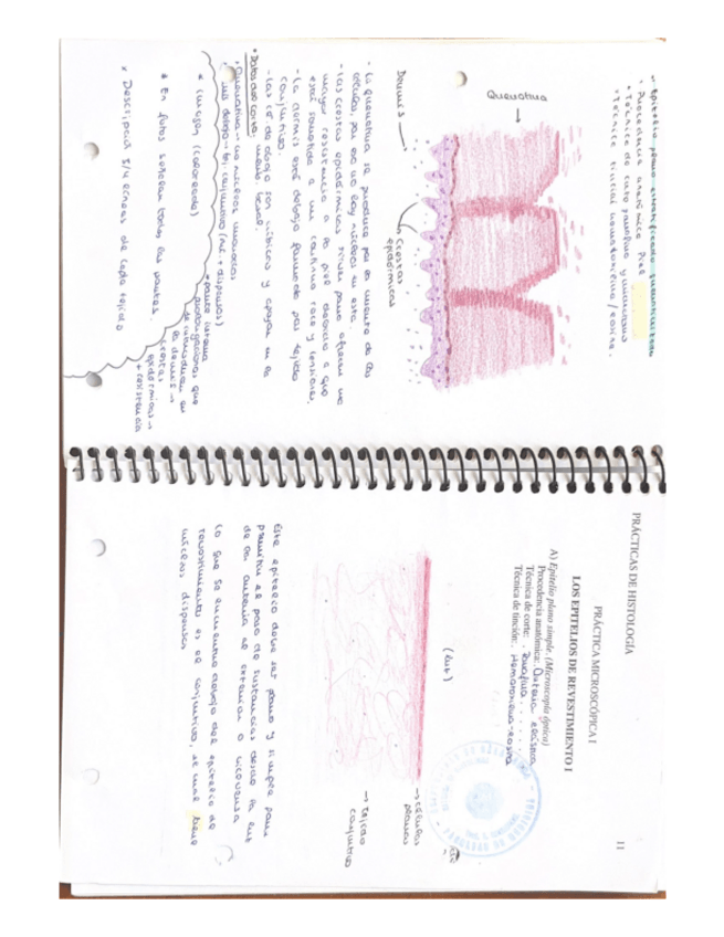 Miniatura del documento PRACTICAS-DE-HISTOLOGIA-1.pdf