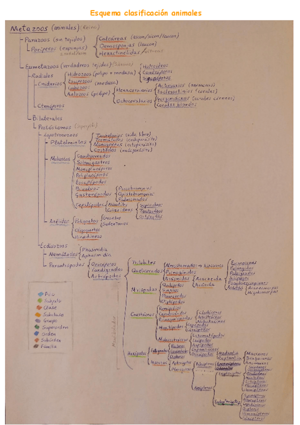 Miniatura del documento Esquema clasificación animales Seminarios.pdf