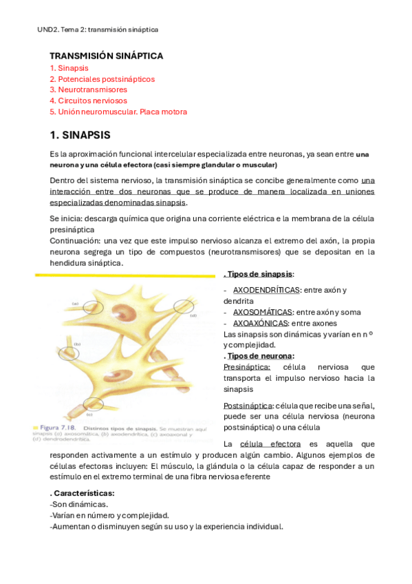 Miniatura del documento UND2-TEMA2-sinapsis.pdf