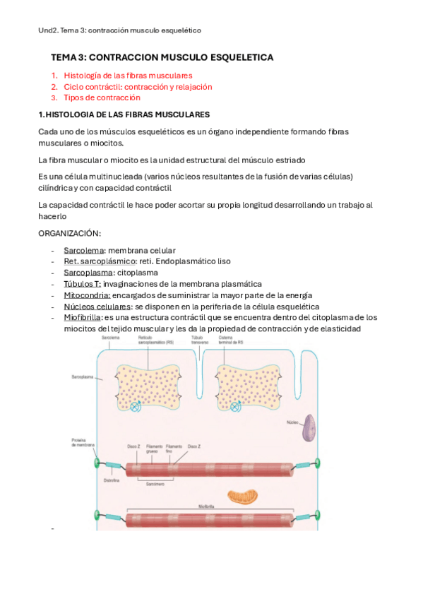 Miniatura del documento UND2-TEMA3-CONTRACCION-MUSCULAR.pdf