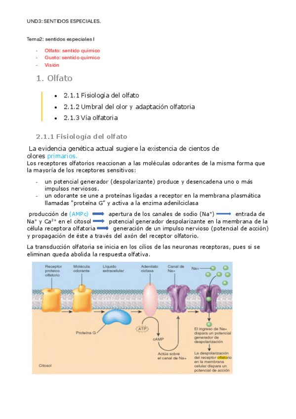 Miniatura del documento UND3-TEMA2-sentidos-especialesI.pdf