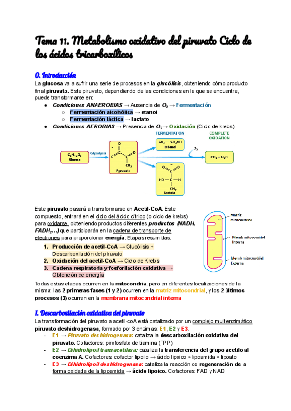 Miniatura del documento Tema-11.-Metabolismo-oxidativo-del-piruvato-Ciclo-de-los-acidos-tricarboxilicos.pdf