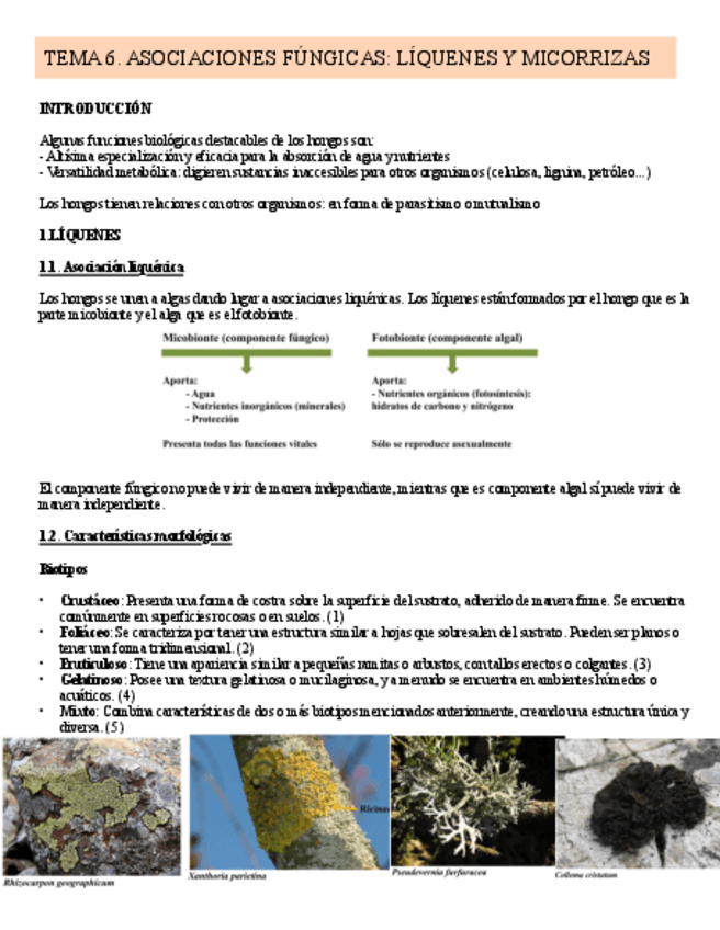 Miniatura del documento TEMA-6.-LIQUENES-Y-MICORRIZAS.pdf