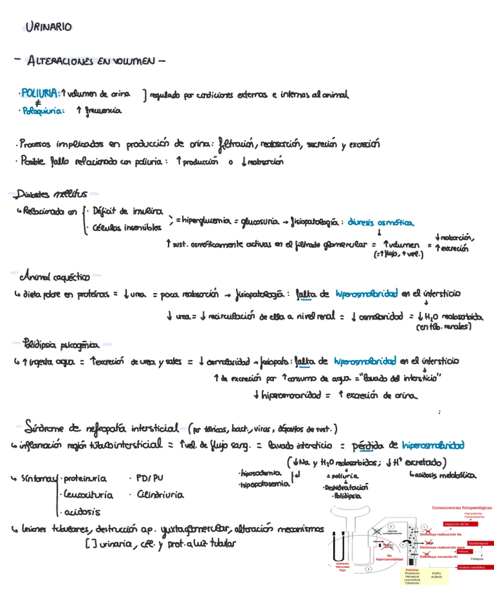 Miniatura del documento Apuntes-urinario.pdf