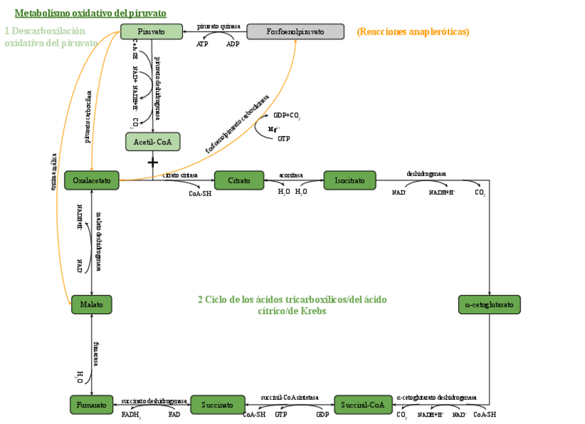 Miniatura del documento Metabolismo-oxidativo-del-piruvato.pdf