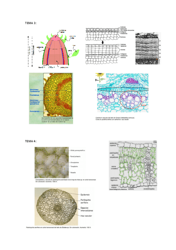 Miniatura del documento imagenes-botanica.pdf