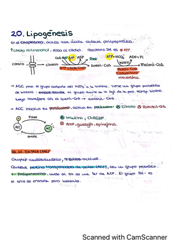 Miniatura del documento Tema-20.-Lipogenesis.pdf