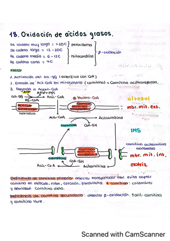 Miniatura del documento Tema-18.-Lipolisis-oxidacion-de-acidos-grasos.pdf
