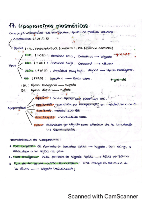 Miniatura del documento Tema-17.-Lipoproteinas-plasmaticas.pdf