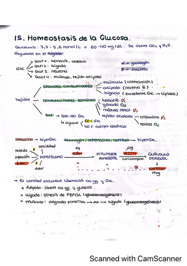 Miniatura del documento Tema-15.-Homeostasis-de-la-glucosa.pdf