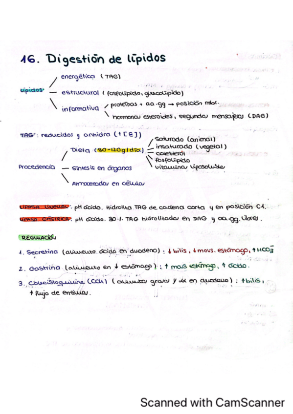 Miniatura del documento Tema-16.-Digestion-de-lipidos.pdf