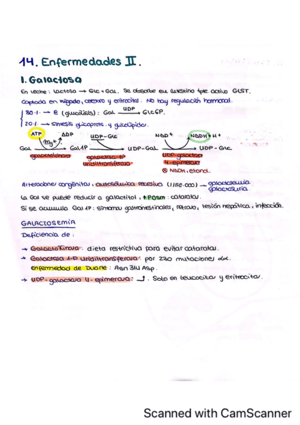 Miniatura del documento Tema-14.-Enfermedades-del-metabolismo-glucidico-II.pdf