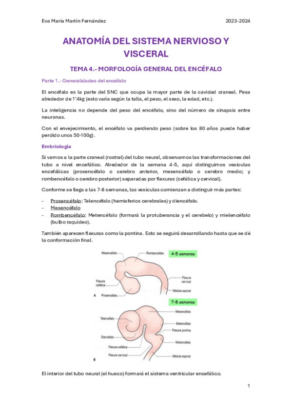 Miniatura del documento U.4.-MORFOLOGIA-GENERAL-DEL-ENCEFALO.pdf