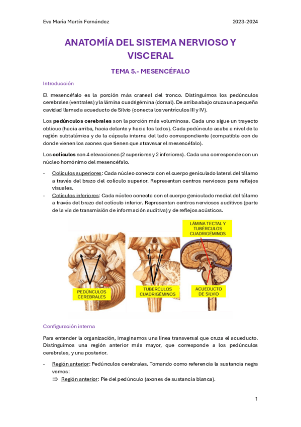 Miniatura del documento U.5.-MESENCEFALO.pdf