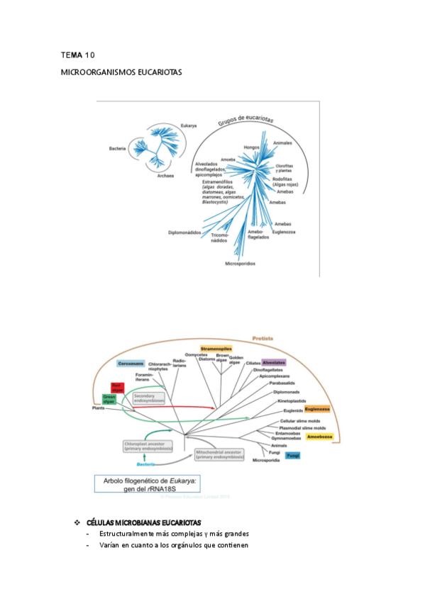 Miniatura del documento TEMA-10-MICRO-pdf.pdf