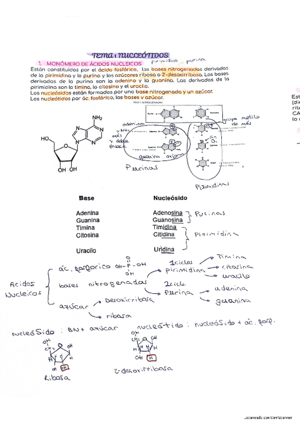 Miniatura del documento tema-1-Ac.-Nucleicos.pdf