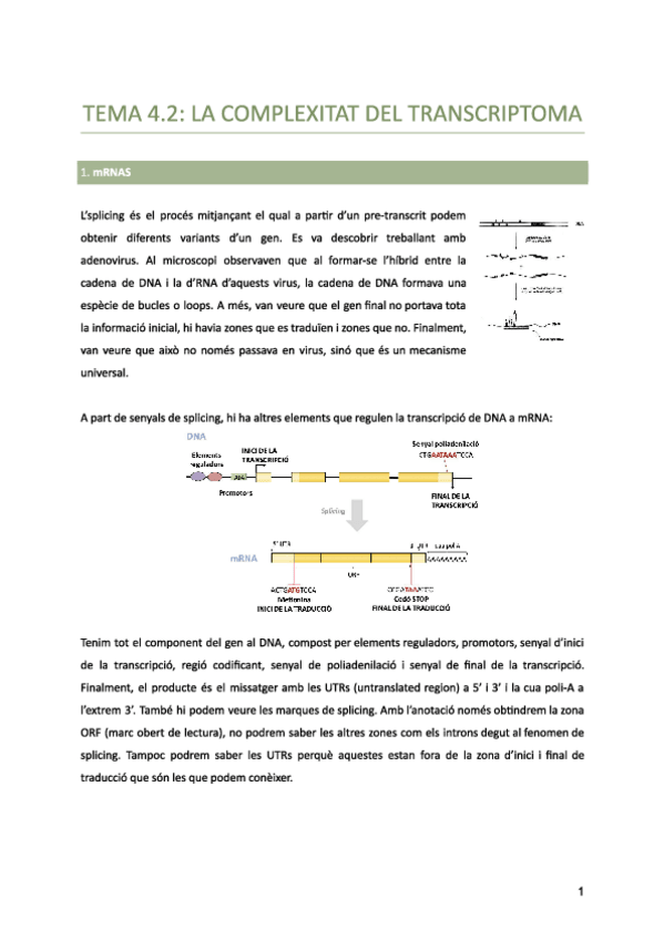 Miniatura del documento Tema-4.2-La-complexitat-del-transcriptoma.pdf