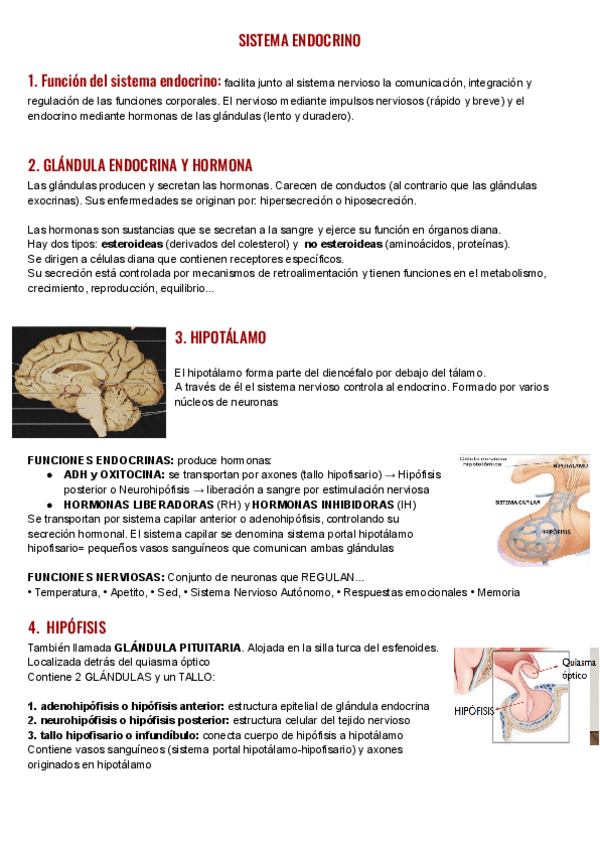 Miniatura del documento SISTEMA-ENDOCRINO-1.pdf