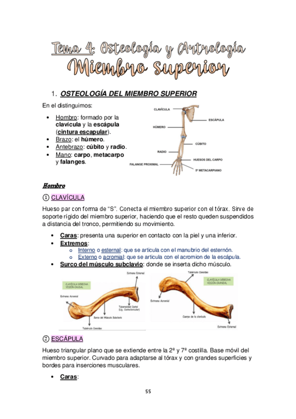Miniatura del documento TEMA-4.-OSTEOLOGIA-Y-ARTROLOGIA-MIEMBRO-SUPERIOR.pdf