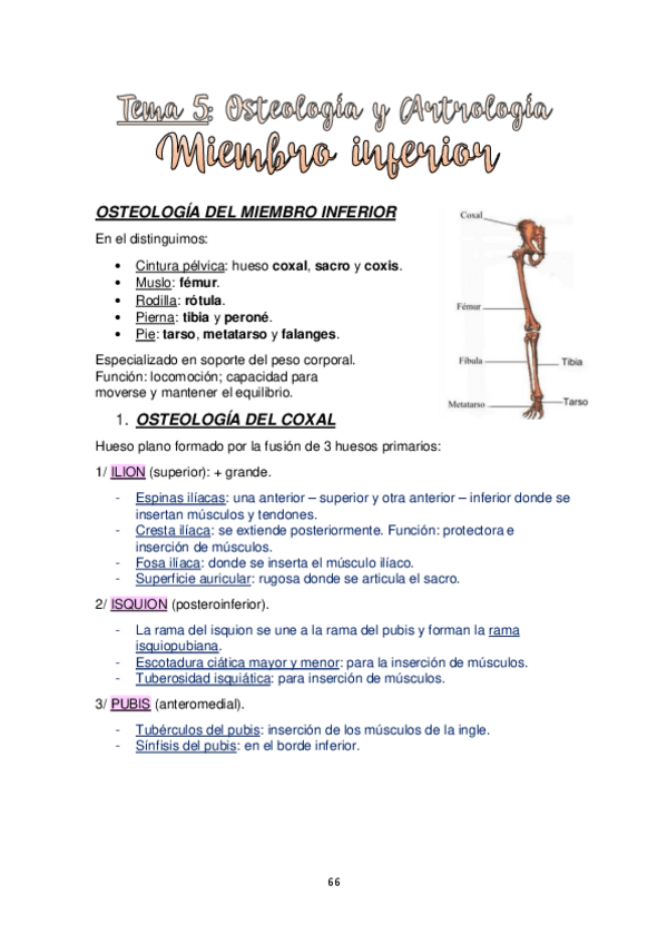 Miniatura del documento TEMA-5.-OSTEOLOGIA-Y-ARTROLOGIA-MIEMBRO-INFERIOR.pdf