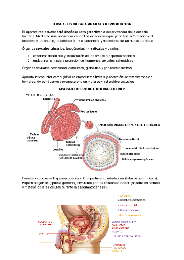 Miniatura del documento TEMA-7-APARATO-REPRODUCTOR.pdf