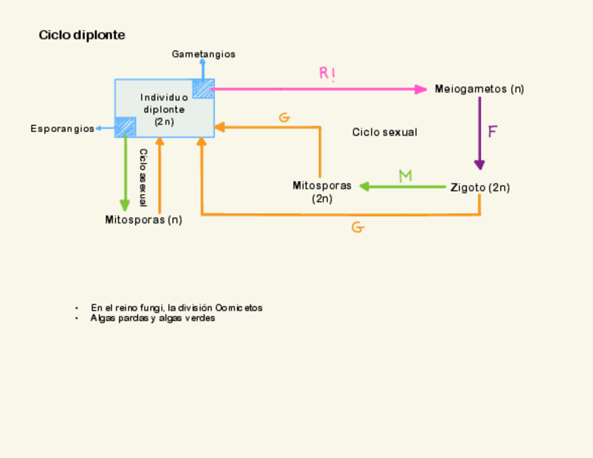 Miniatura del documento Esquemas-ciclos.pdf