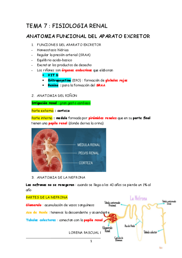 Miniatura del documento TEMA-7-fisiologia-renal.pdf