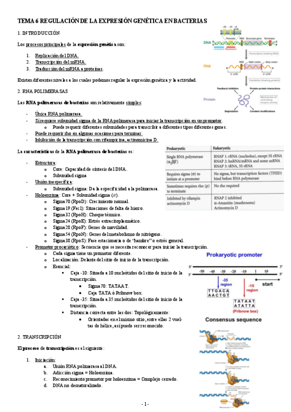 Miniatura del documento MICROBIOLOGIA-TEMA-6-REGULACION-DE-LA-EXPRESION-GENETICA-EN-BACTERIAS.pdf