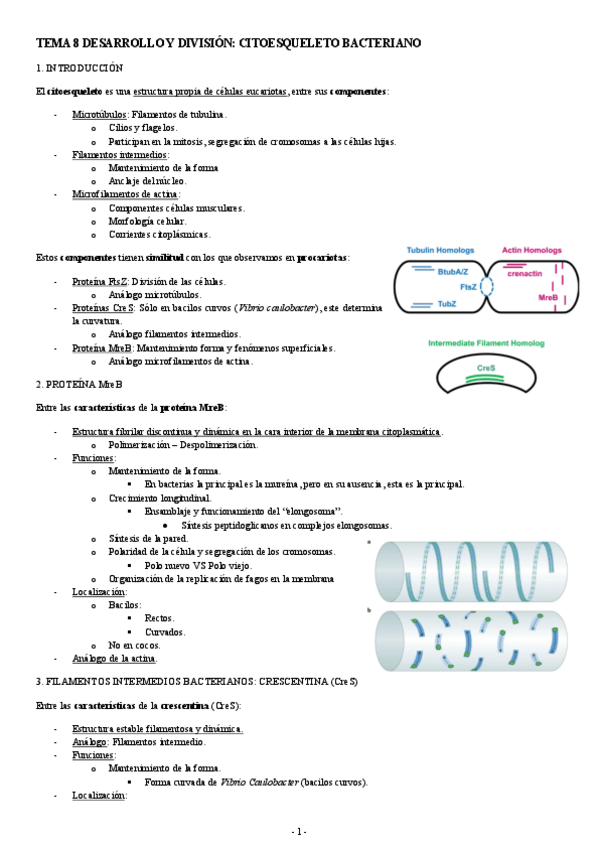 Miniatura del documento MICROBIOLOGIA-TEMA-8-DESARROLLO-Y-DIVISION-CITOESQUELETO-BACTERIANO.pdf